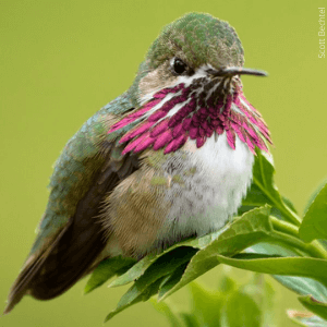 Calliope hummingbirds are one of the many types of hummingbirds found in the United States