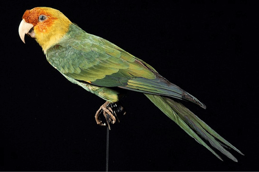 The Carolina Parakeet, like other extinct birds, suffered from habitat loss.