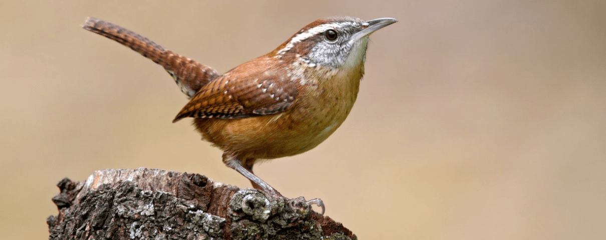 The Carolina Wren is a common backyard bird in the eastern United States. 