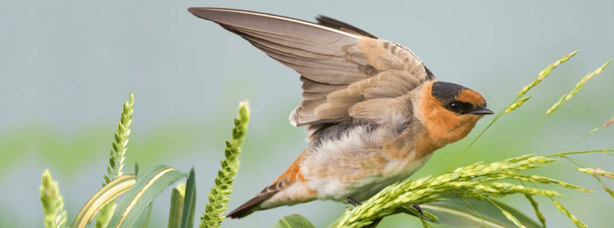 Cave Swallow at rest