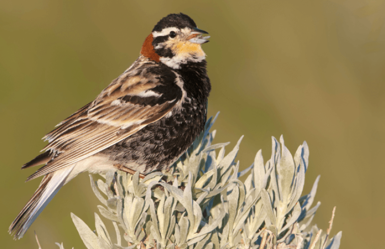 Chestnut-collared Longspurs are grassland birds with declining populations.