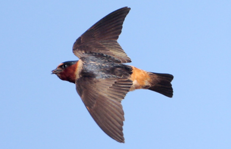 Cliff Swallow in flight