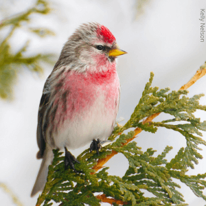 Common Redpoll