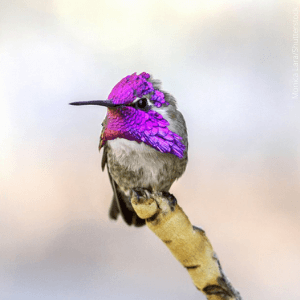 Costa's Hummingbird