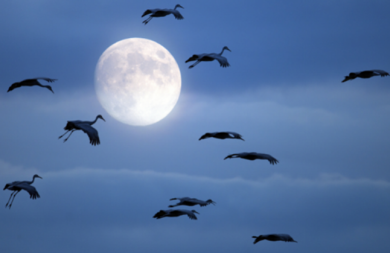 Cranes at flight during a full moon while migrating.