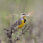 Eastern Meadowlark with nesting material by Adam Brandemihl, Macaulay Library at the Cornell Lab of Ornithology