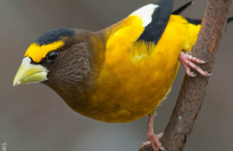 Evening Grosbeak by Paul Reeves