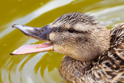 Ducks do not have teeth as can bee seen in this photo. 