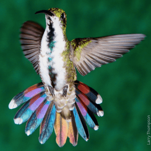 Green-breasted Mango