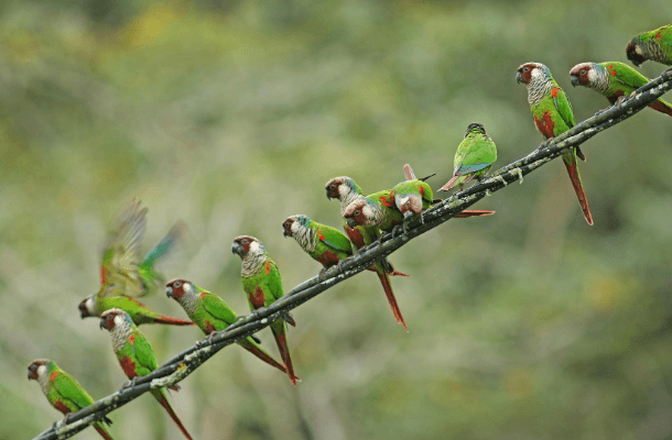 Grey-breasted Parakeets sitting in a row on a wire. Photo by Aquasis' Fabio Nunes