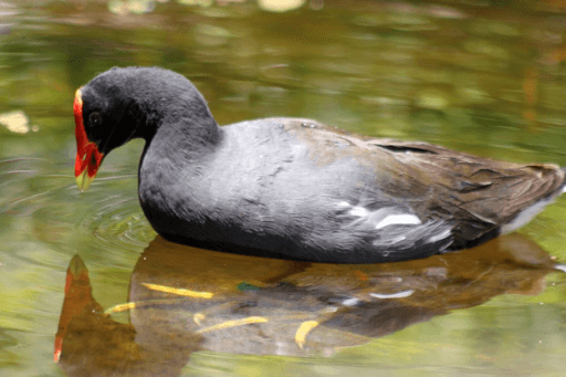 The Hawaiian-Gallinule is a rare Hawaiian bird