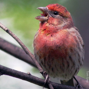 House Finch