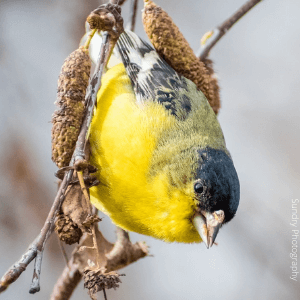 Lesser Goldfinch