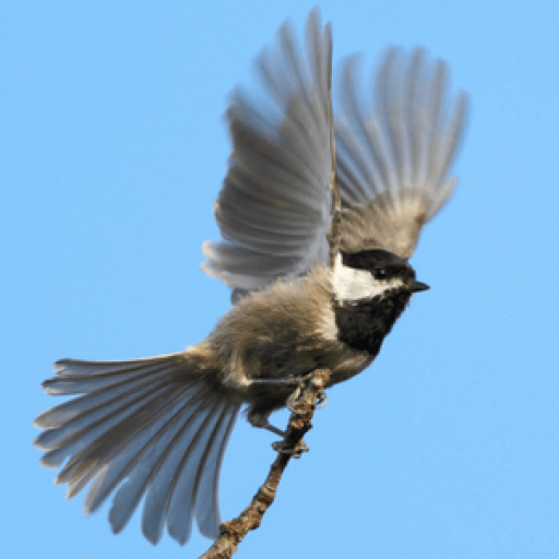 Mexican Chickadee