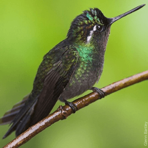 Amethyst-throated Mountain-Gem