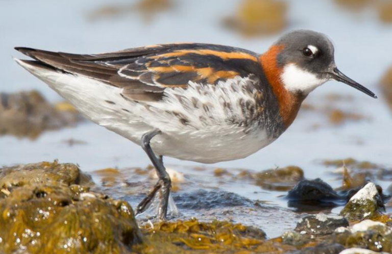 Red-necked Phalarope by Darren Clark, Macaulay Library at the Cornell Lab of Ornitholog