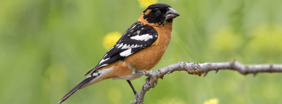 Black-headed Grosbeak