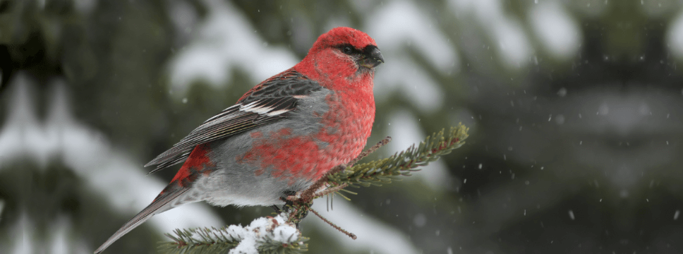 Pine Grosbeak