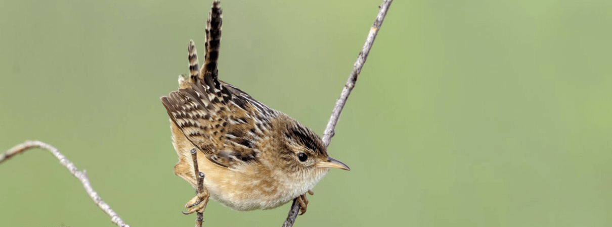 Sedge Wren photo by Tim Zurowski/Shutterstock