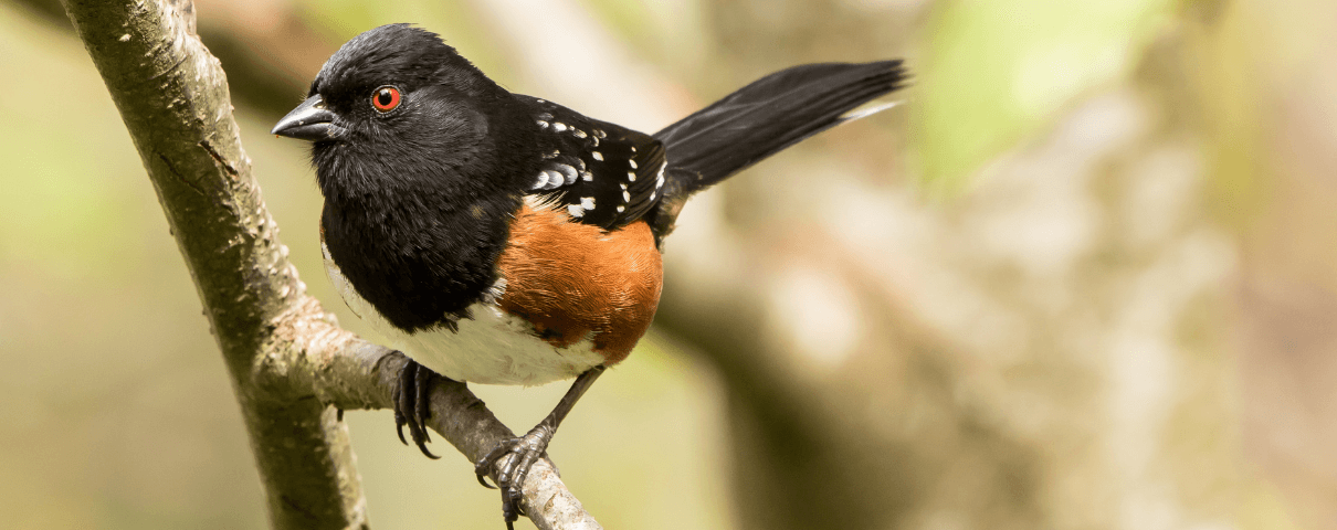 The Spotted Towhee is a common backyard bird in the eastern United States. 