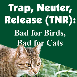 Trap, Neuter, Release