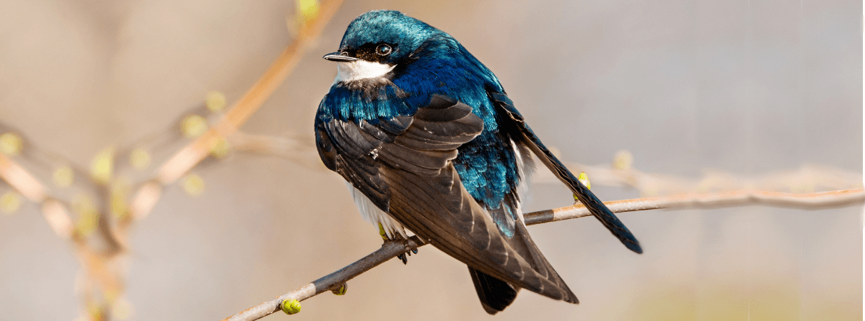 Tree Swallow at rest