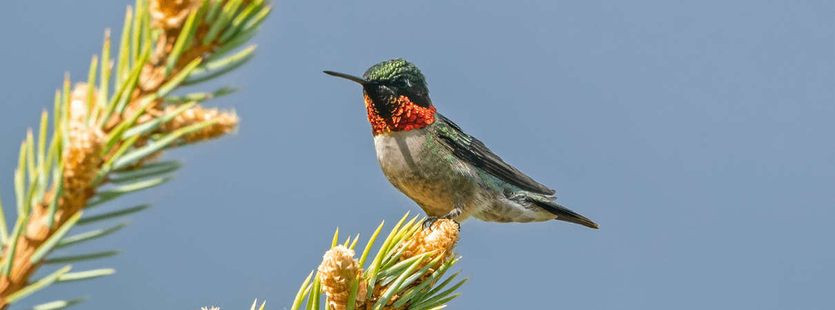 Ruby-throated Humminbirds can live for upwards of nine years. 