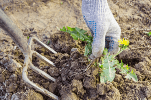 Weeding a garden by hand. Photo by Sever180/Shutterstock.