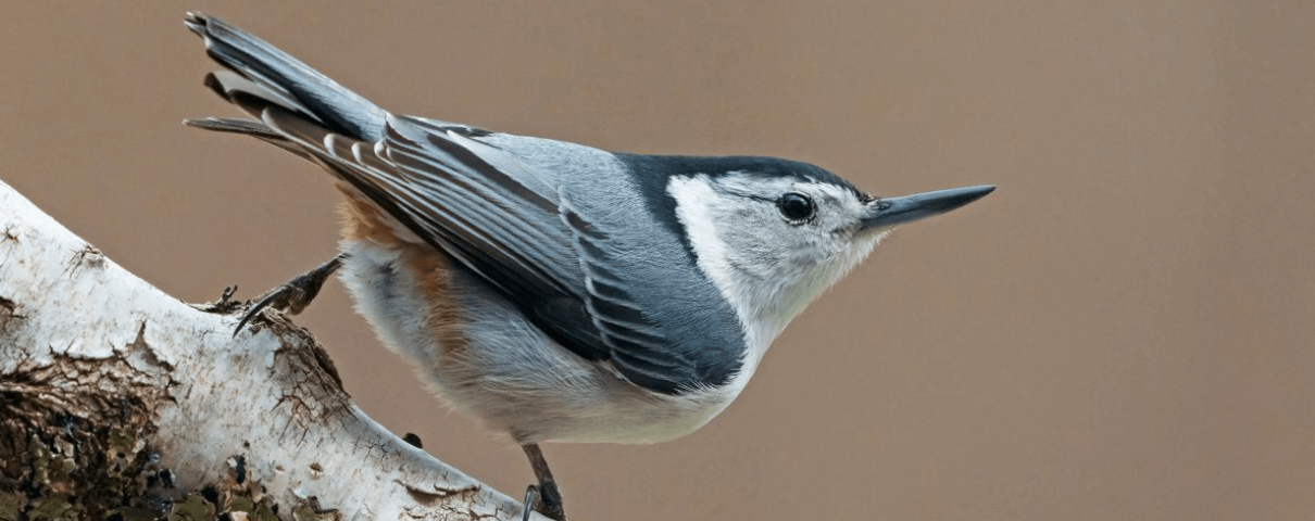 The White-breasted Nuthatch is a common backyard bird across the United States. 