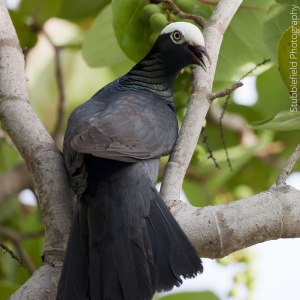 White-crowned Pigeon