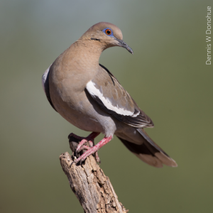 White-winged Dove