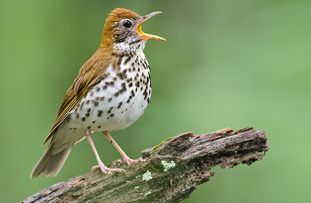 To better inform conservation efforts, ABC and partners will track migratory movements of tagged Wood Thrushes and Louisiana Waterthrushes via the Motus wildlife tracking system. Photo by Ed Schneider